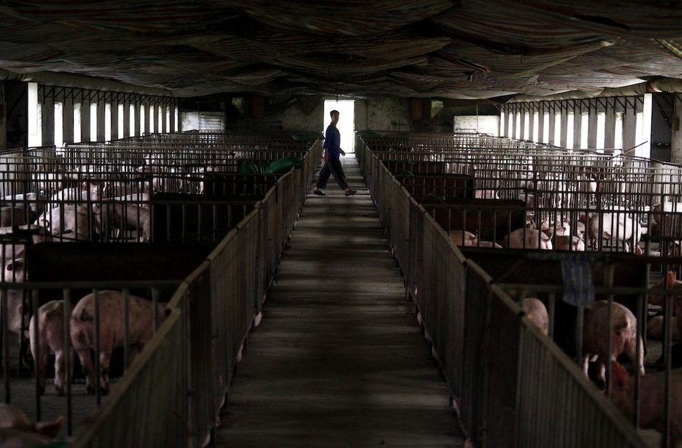 Фотография: Скотобойня в Китае №3 - BigPicture.ru