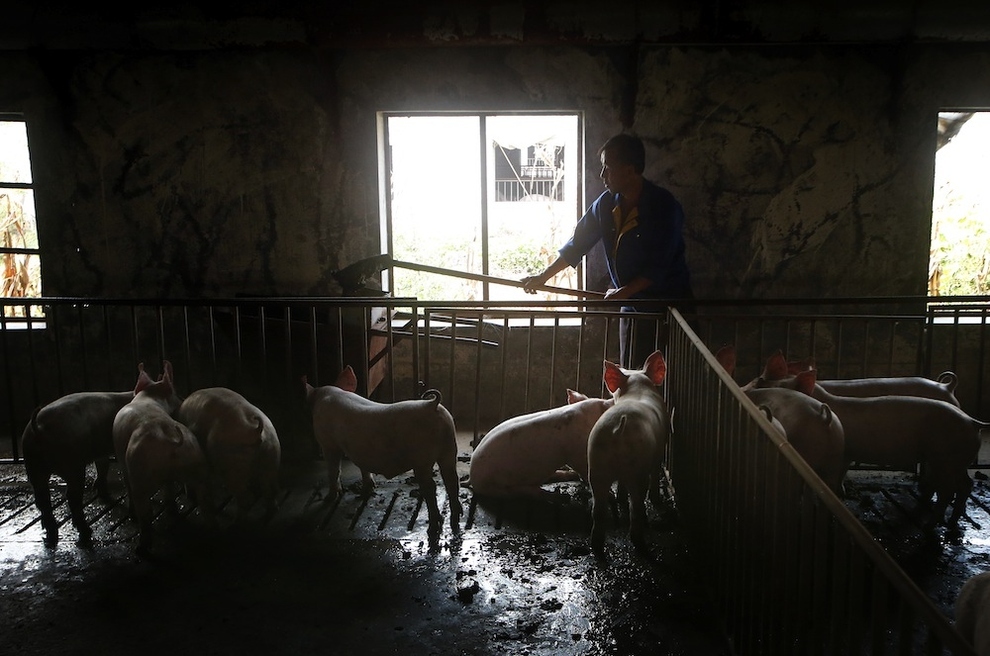 Фотография: Скотобойня в Китае №5 - BigPicture.ru