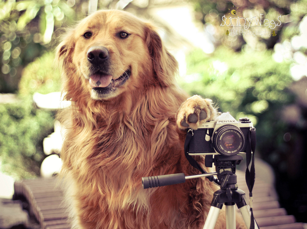 Фотография: Радостные собаки в объективе девушки-подростка №2 - BigPicture.ru