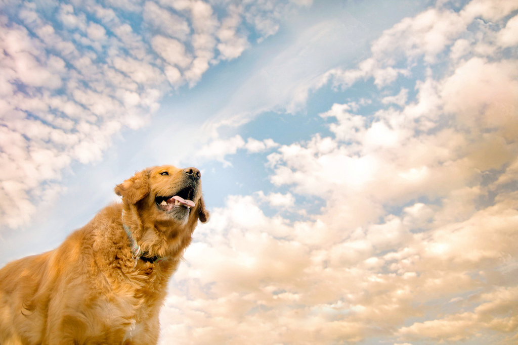 Фотография: Радостные собаки в объективе девушки-подростка №8 - BigPicture.ru