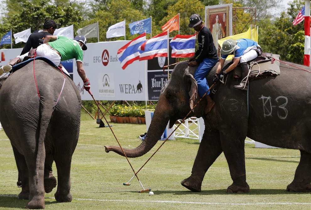 Фотография: Поло на слонах за Кубок Короля №15 - BigPicture.ru