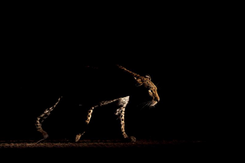 Фотография: Африканские леопарды в фотографиях Грега дю Туа №17 - BigPicture.ru