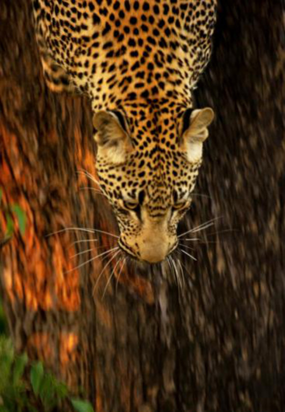 Фотография: Африканские леопарды в фотографиях Грега дю Туа №5 - BigPicture.ru