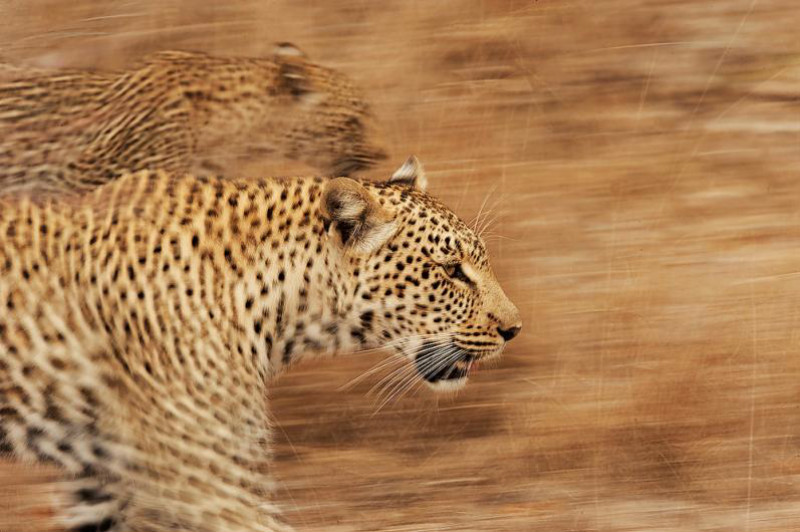 Африканские леопарды в фотографиях Грега дю Туа