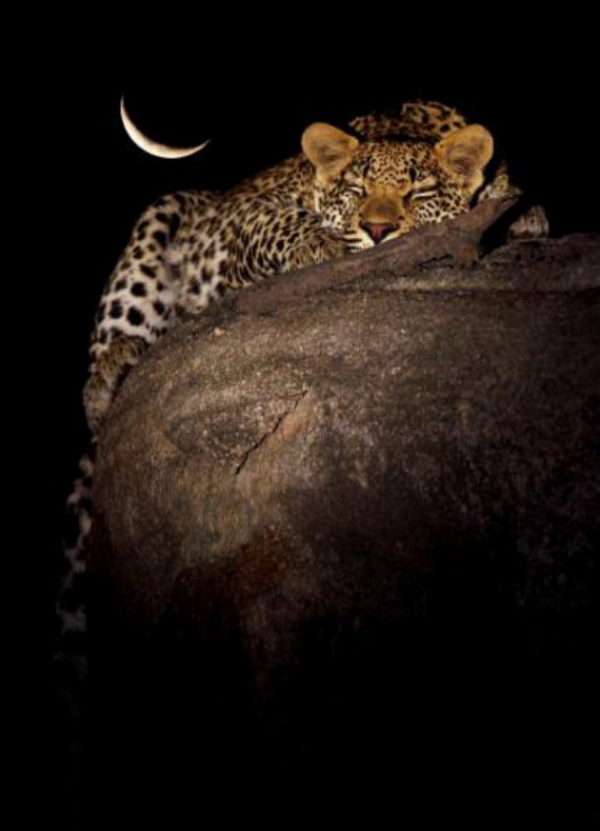 Фотография: Африканские леопарды в фотографиях Грега дю Туа №7 - BigPicture.ru