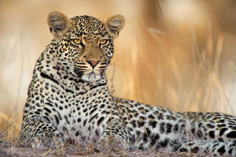 Фотография: Африканские леопарды в фотографиях Грега дю Туа №8 - BigPicture.ru