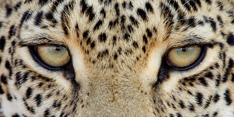 Фотография: Африканские леопарды в фотографиях Грега дю Туа №9 - BigPicture.ru