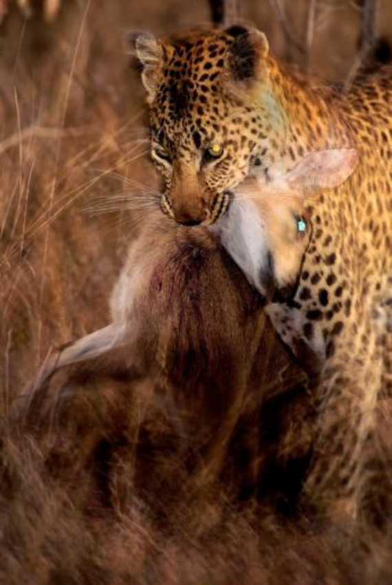 Фотография: Африканские леопарды в фотографиях Грега дю Туа №10 - BigPicture.ru