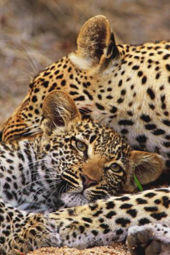 Фотография: Африканские леопарды в фотографиях Грега дю Туа №12 - BigPicture.ru