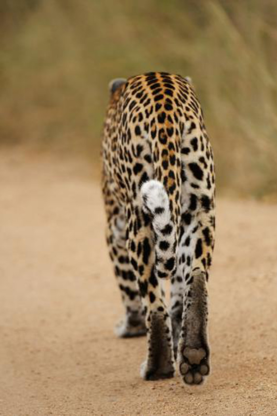Фотография: Африканские леопарды в фотографиях Грега дю Туа №13 - BigPicture.ru