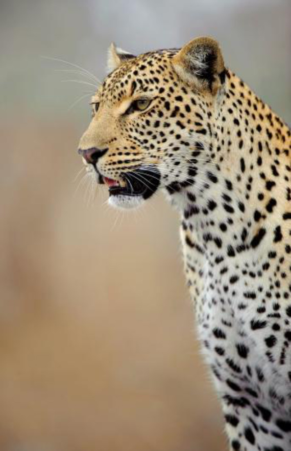 Фотография: Африканские леопарды в фотографиях Грега дю Туа №14 - BigPicture.ru