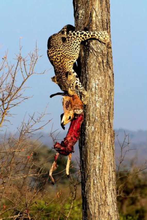 Фотография: Африканские леопарды в фотографиях Грега дю Туа №15 - BigPicture.ru