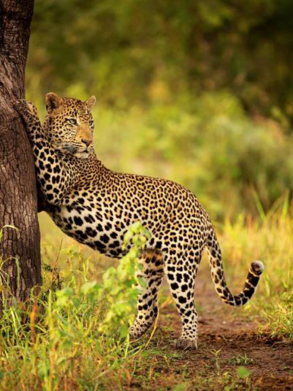 Фотография: Африканские леопарды в фотографиях Грега дю Туа №16 - BigPicture.ru