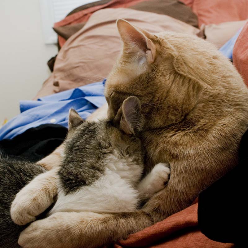 Фотография: Учимся обниматься у кошек №19 - BigPicture.ru