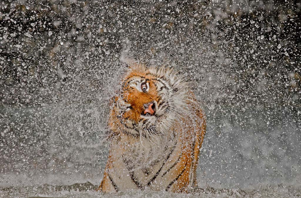 Фотография: Фотоконкурс от National Geographic 2012 №18 - BigPicture.ru