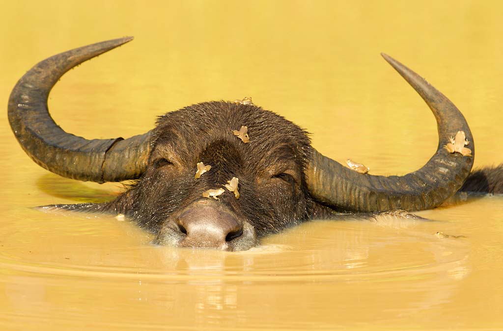 Фотография: Фотоконкурс от National Geographic 2012 №50 - BigPicture.ru