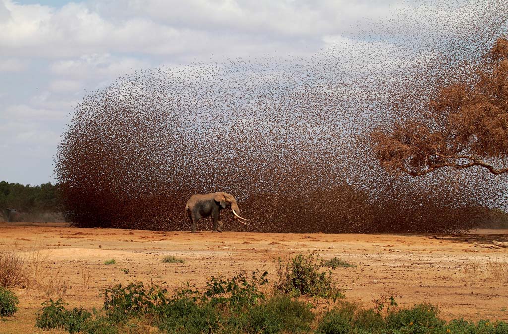 Фотография: Фотоконкурс от National Geographic 2012 №10 - BigPicture.ru