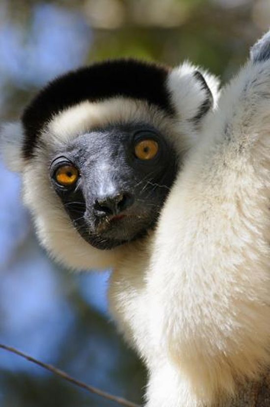 Фотография: Мадагаскарские лемуры в фотографиях Паоло Торкио №15 - BigPicture.ru
