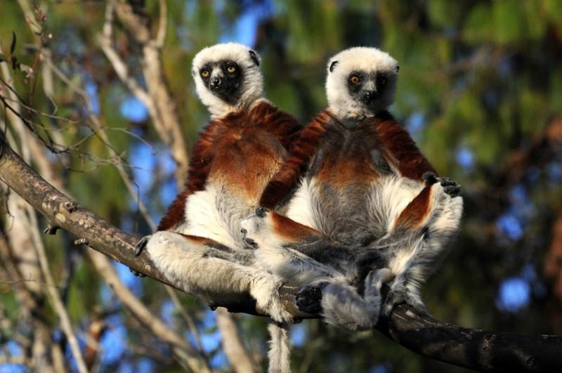 Фотография: Мадагаскарские лемуры в фотографиях Паоло Торкио №17 - BigPicture.ru