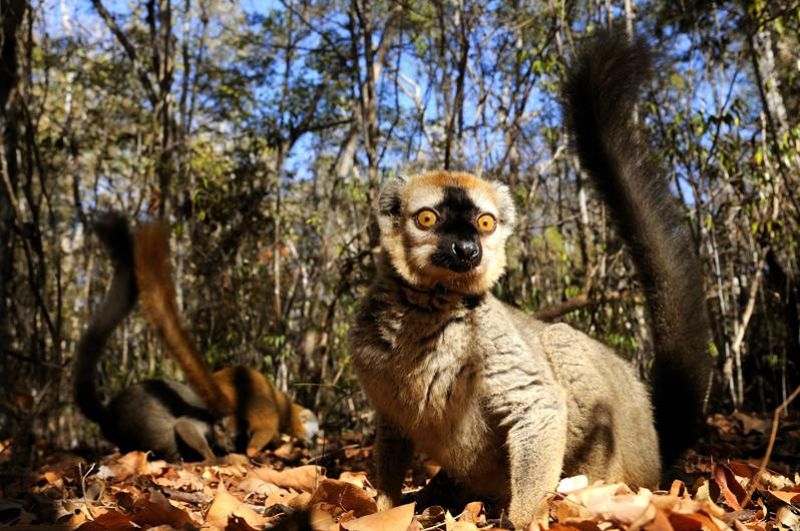 Фотография: Мадагаскарские лемуры в фотографиях Паоло Торкио №8 - BigPicture.ru