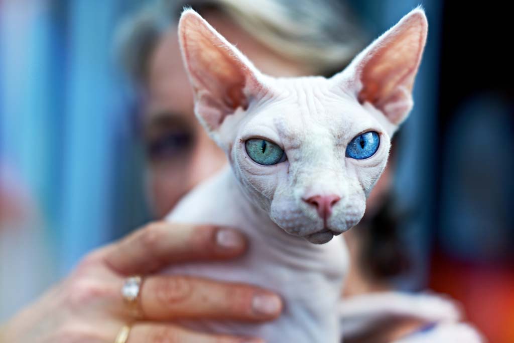 Фотография: Десятка самых популярных пород кошек в США №2 - BigPicture.ru