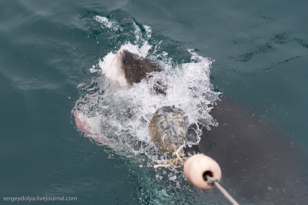 Фотография: Погружение в клетке к большим белым акулам №26 - BigPicture.ru