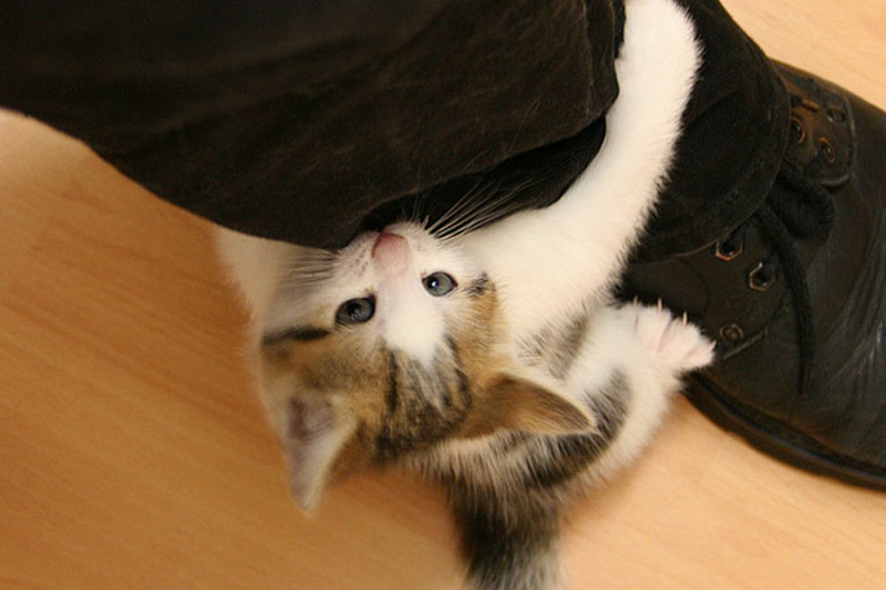 Фотография: 6 милых кошачьих повадок и их неожиданные объяснения №4 - BigPicture.ru