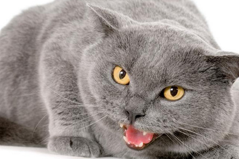 Фотография: 6 милых кошачьих повадок и их неожиданные объяснения №5 - BigPicture.ru