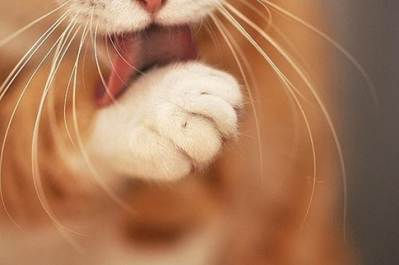 Фотография: 6 милых кошачьих повадок и их неожиданные объяснения №6 - BigPicture.ru