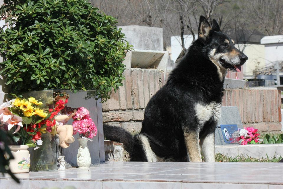 Фотография: Верный пес убежал из дома к могиле хозяина и живет там уже 6 лет №2 - BigPicture.ru