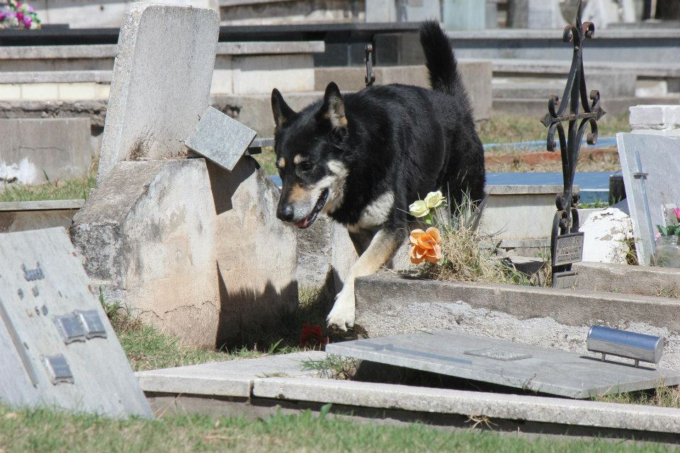 Фотография: Верный пес убежал из дома к могиле хозяина и живет там уже 6 лет №3 - BigPicture.ru
