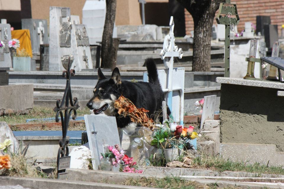 Фотография: Верный пес убежал из дома к могиле хозяина и живет там уже 6 лет №5 - BigPicture.ru