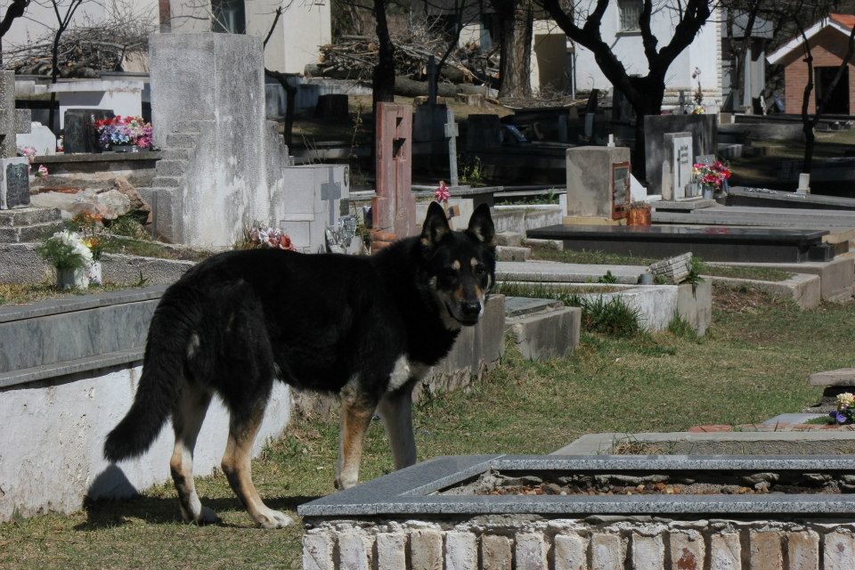 Фотография: Верный пес убежал из дома к могиле хозяина и живет там уже 6 лет №8 - BigPicture.ru