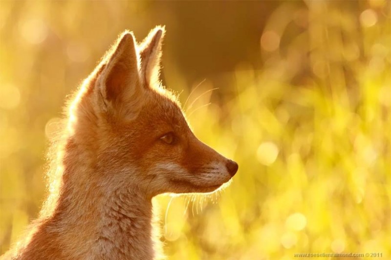 Редкой красоты снимки рыжей лисицы