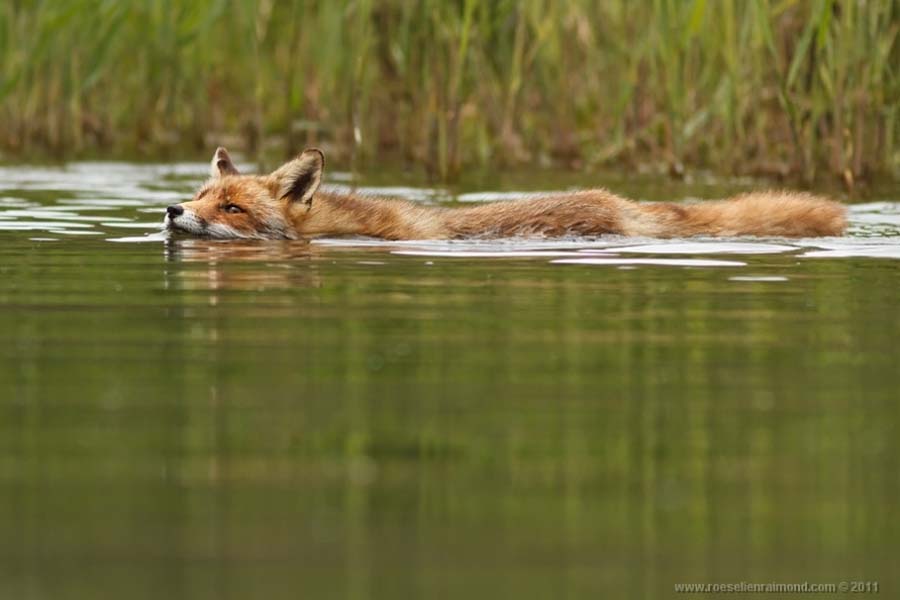 Фотография: Редкой красоты снимки рыжей лисицы №13 - BigPicture.ru