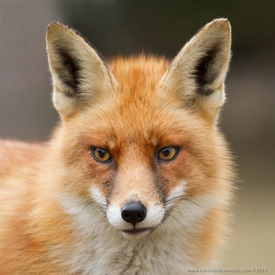 Фотография: Редкой красоты снимки рыжей лисицы №15 - BigPicture.ru