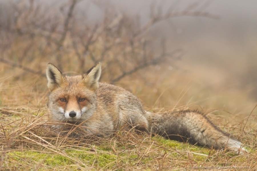 Фотография: Редкой красоты снимки рыжей лисицы №16 - BigPicture.ru