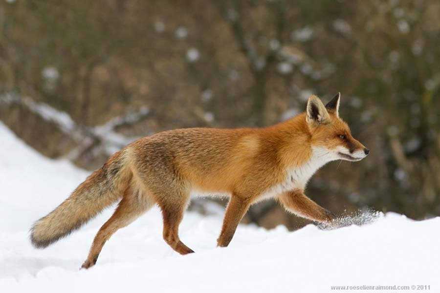 Фотография: Редкой красоты снимки рыжей лисицы №17 - BigPicture.ru