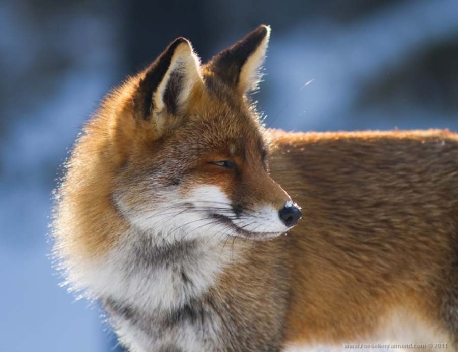 Фотография: Редкой красоты снимки рыжей лисицы №19 - BigPicture.ru