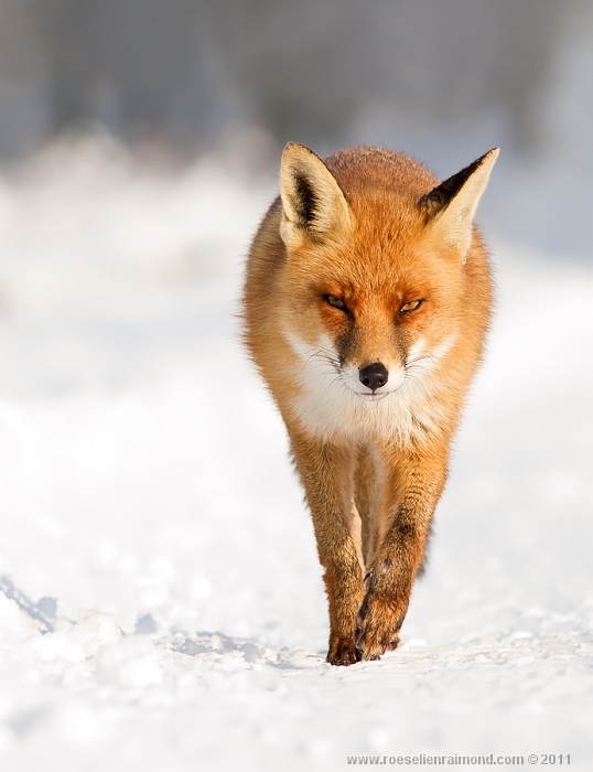 Фотография: Редкой красоты снимки рыжей лисицы №20 - BigPicture.ru
