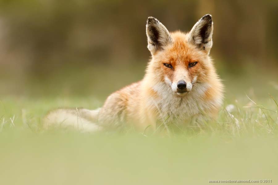Фотография: Редкой красоты снимки рыжей лисицы №3 - BigPicture.ru