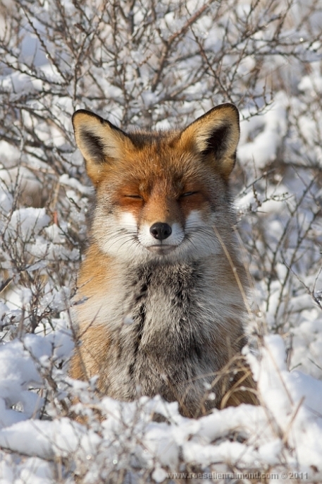 Фотография: Редкой красоты снимки рыжей лисицы №21 - BigPicture.ru