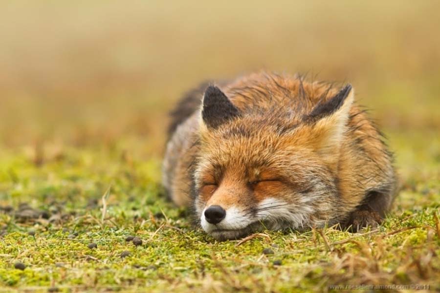 Фотография: Редкой красоты снимки рыжей лисицы №4 - BigPicture.ru