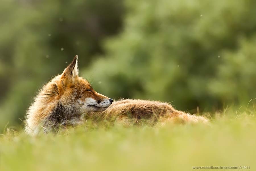 Фотография: Редкой красоты снимки рыжей лисицы №8 - BigPicture.ru