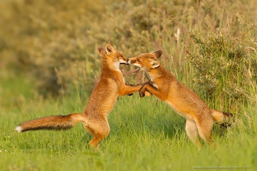 Фотография: Редкой красоты снимки рыжей лисицы №9 - BigPicture.ru