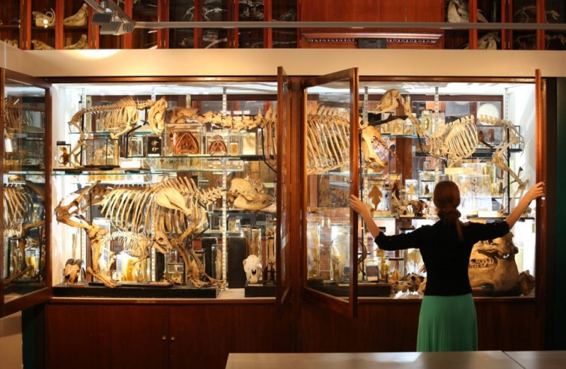 Фотография: Лондонский музей зоологии и сравнительной анатомии Гранта №1 - BigPicture.ru