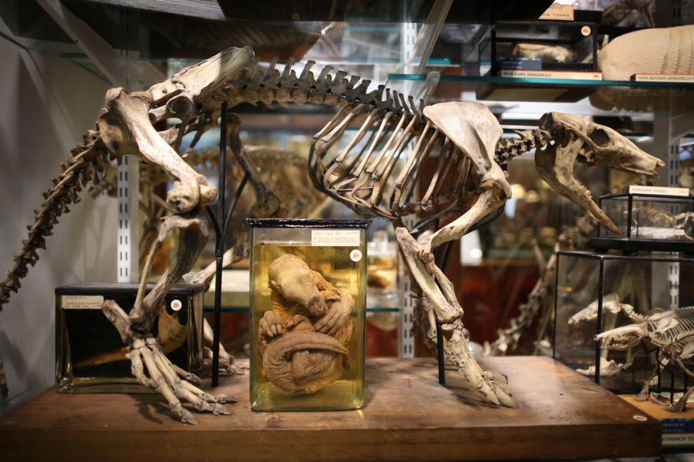 Фотография: Лондонский музей зоологии и сравнительной анатомии Гранта №3 - BigPicture.ru