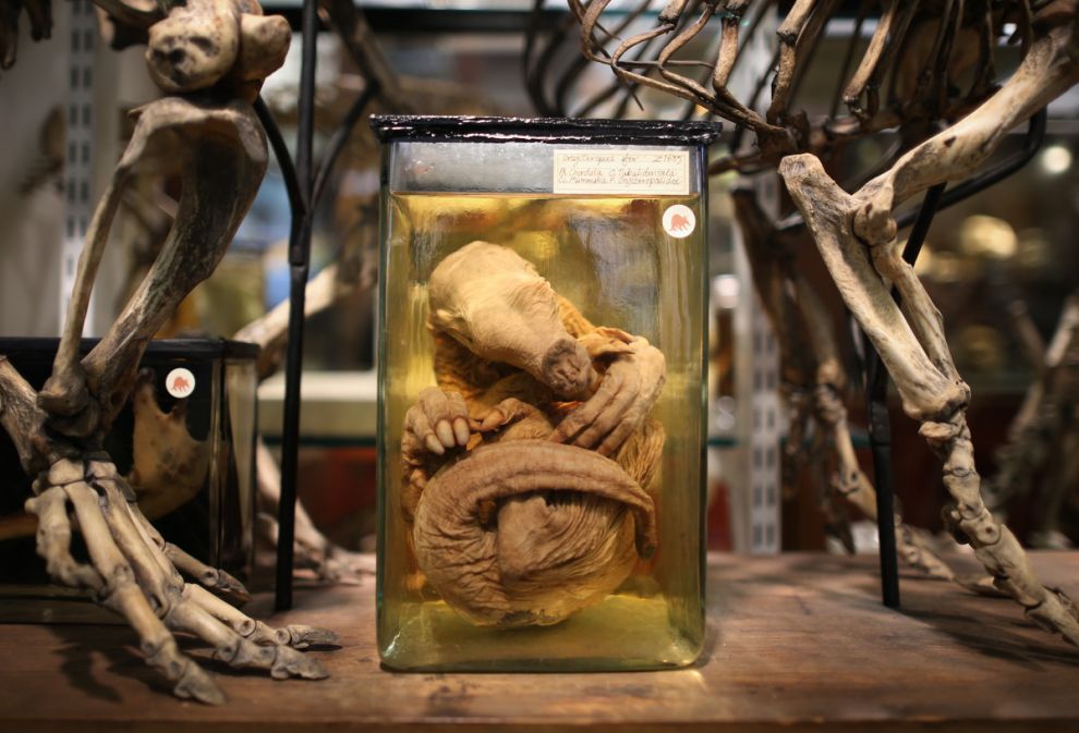 Фотография: Лондонский музей зоологии и сравнительной анатомии Гранта №4 - BigPicture.ru