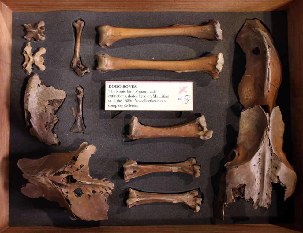 Фотография: Лондонский музей зоологии и сравнительной анатомии Гранта №5 - BigPicture.ru