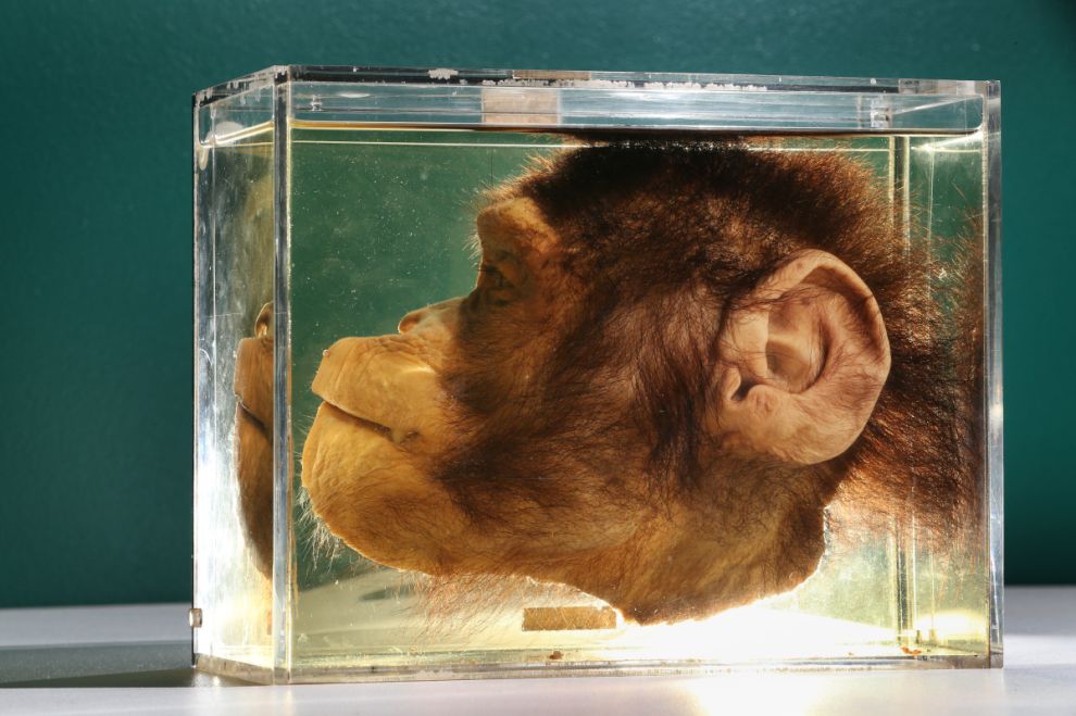 Фотография: Лондонский музей зоологии и сравнительной анатомии Гранта №6 - BigPicture.ru